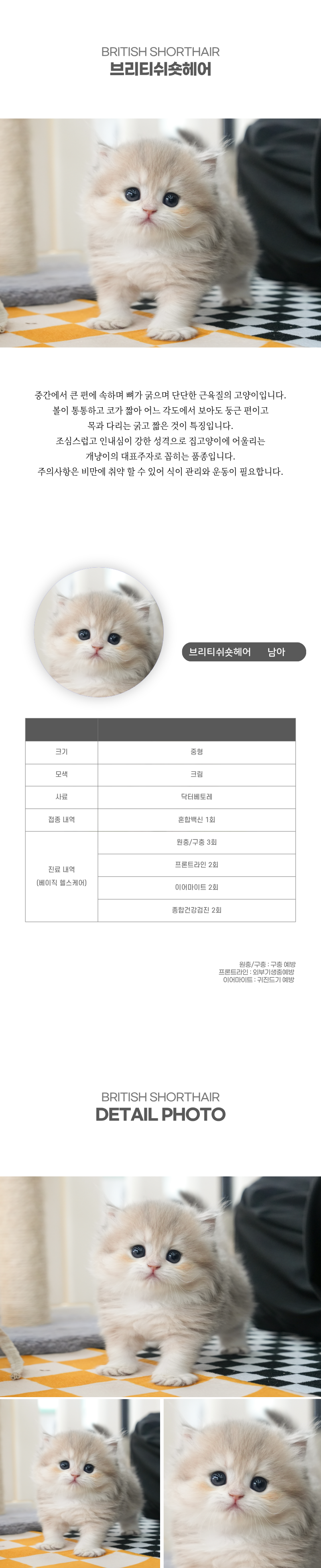 브리티쉬숏헤어_상세이미지_2
